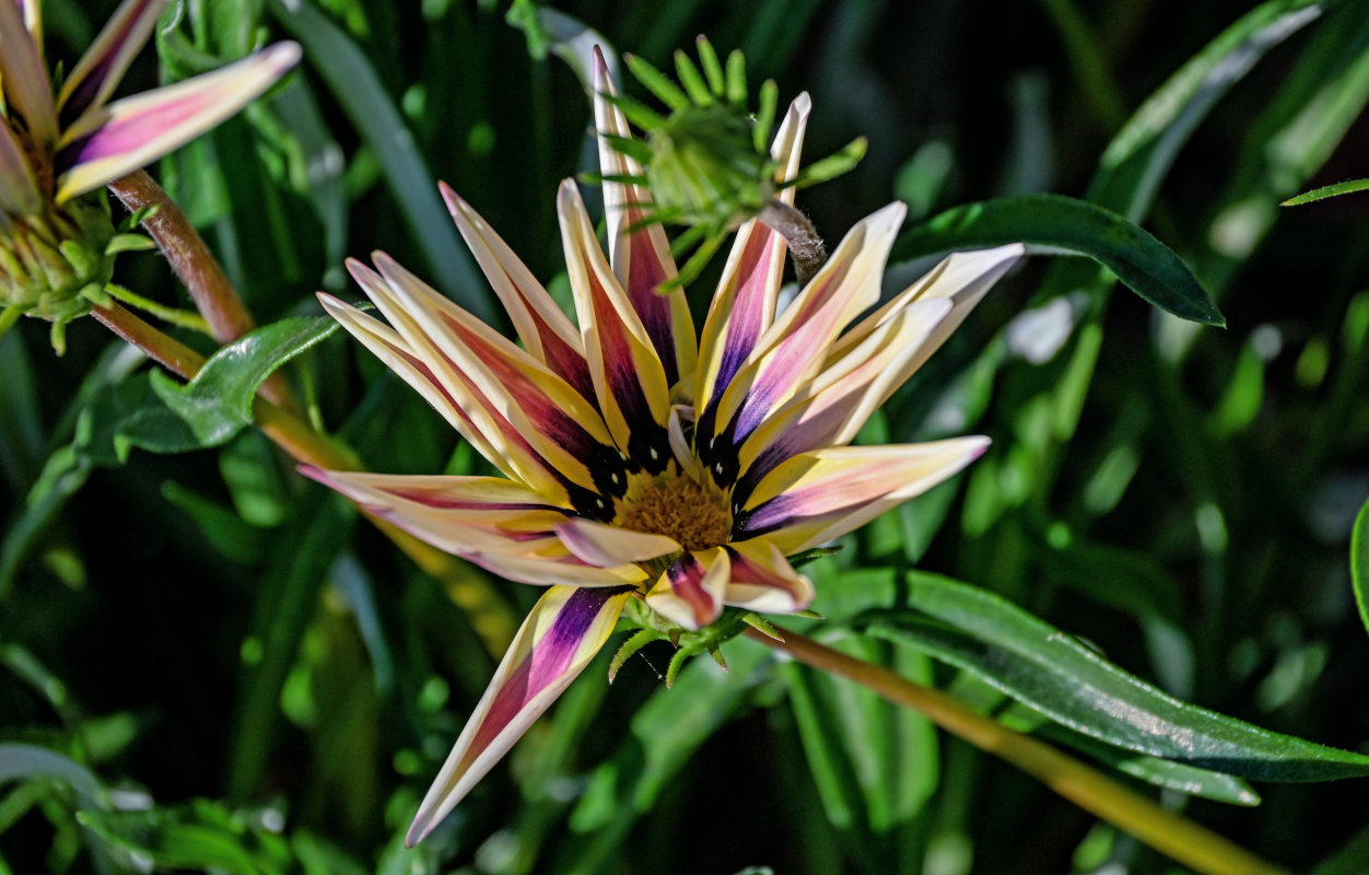 Image of Gazania × hybrida specimen.
