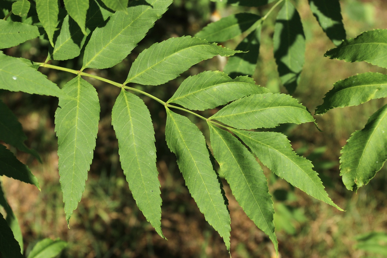 Image of Fraxinus excelsior specimen.