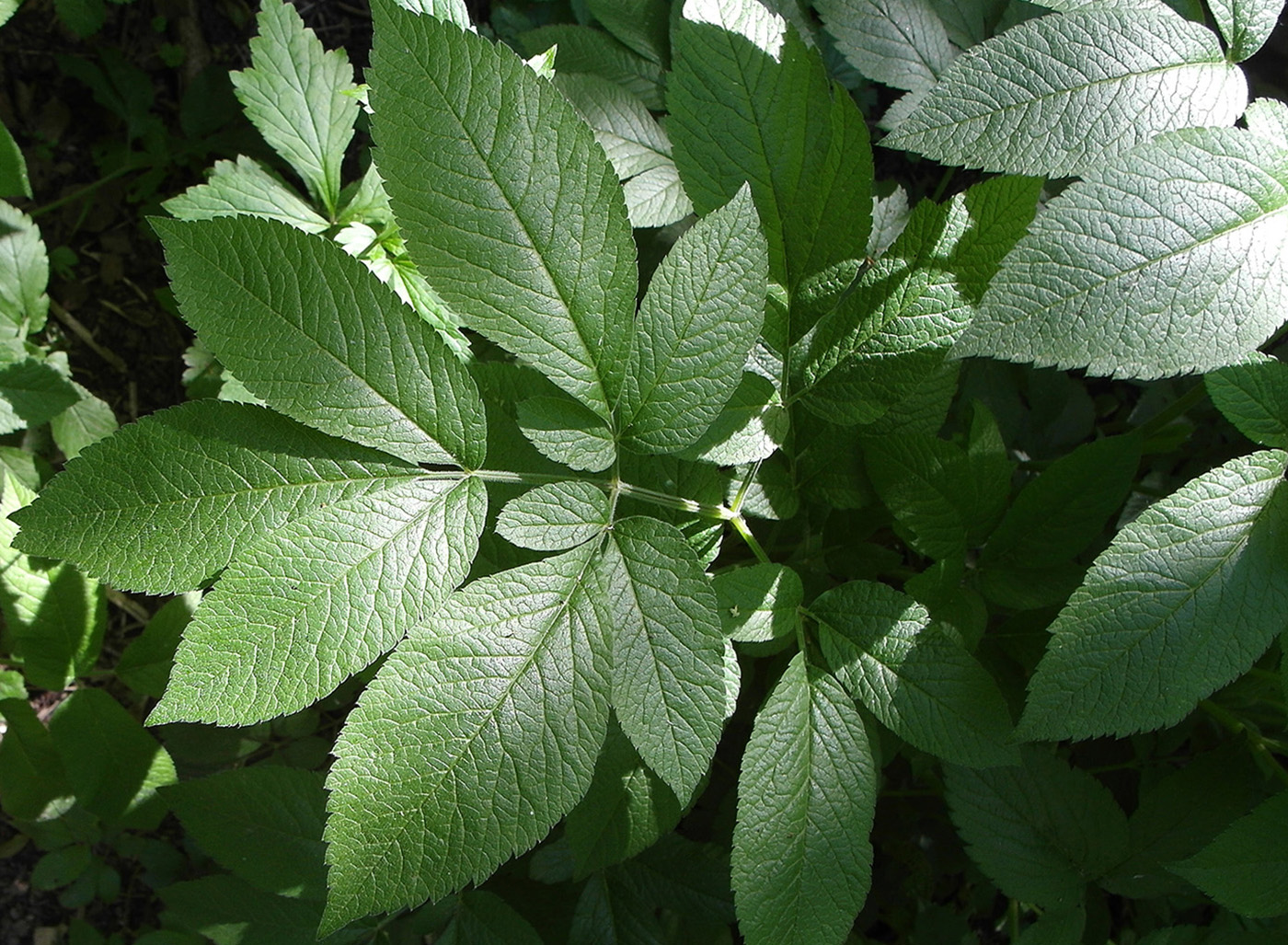 Изображение особи Chaerophyllum aromaticum.