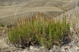 Artemisia salsoloides