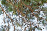 Pinus pinea. Части веток с шишками и сидящим попугаем Калита. Израиль, г. Бат-Ям, в культуре. 15.12.2023.