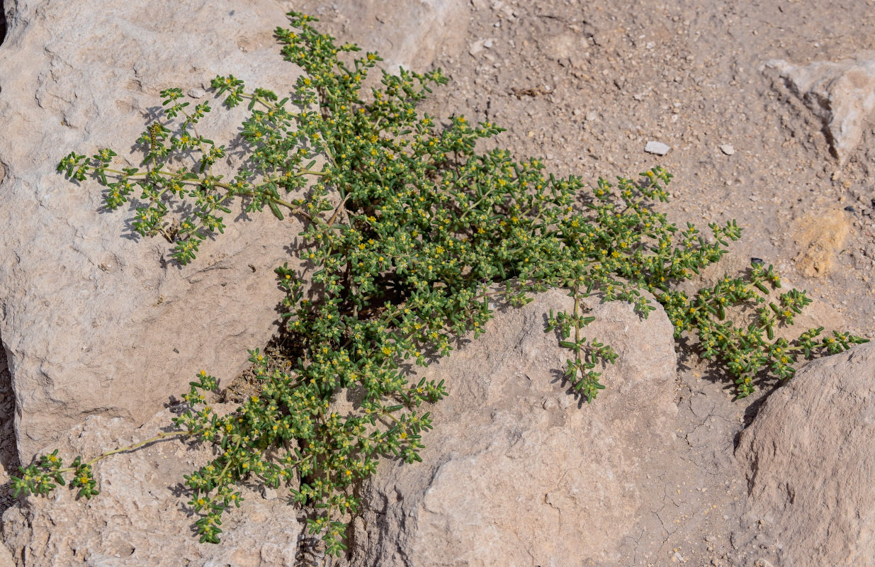 Изображение особи Tetraena simplex.