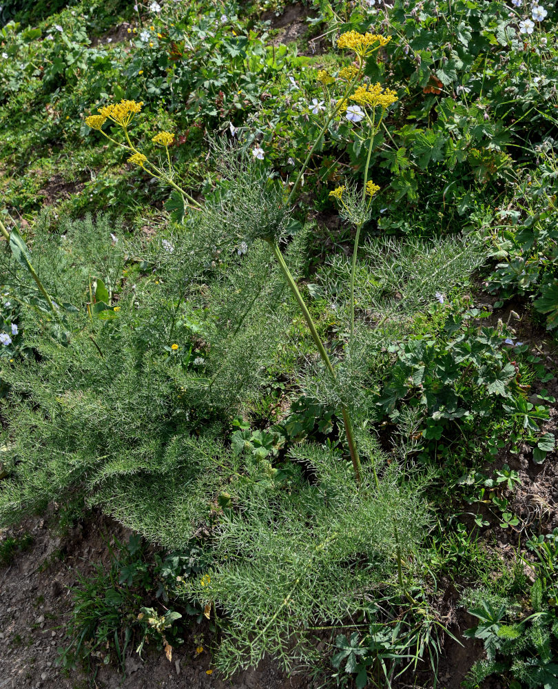 Image of Prangos pabularia specimen.