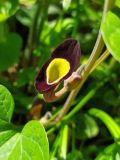 Aristolochia steupii. Цветок. Краснодарский край, г/о Сочи, Хостинский р-н, гора Бытха, восточный склон, широколиственный лес. 02.04.2024.