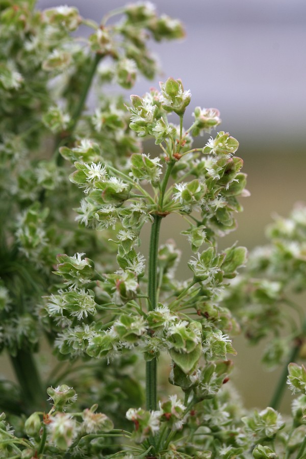 Изображение особи Rumex aquaticus.