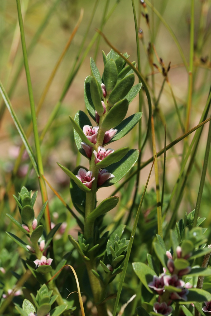 Image of Glaux maritima specimen.