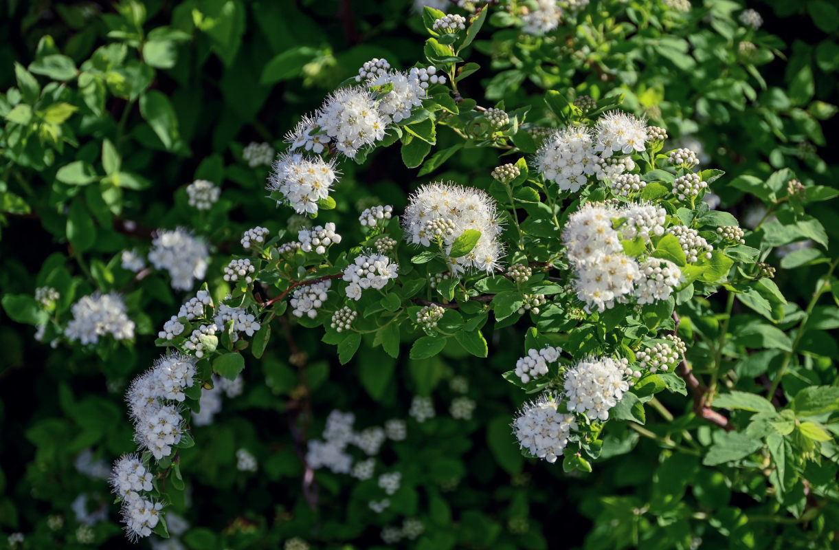 Image of Spiraea chamaedryfolia specimen.