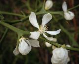 Poncirus trifoliata. Часть веточки с цветком и бутоном. Абхазия, Гудаутский р-н, Мюссерский лесной массив, долина р. Риапши, широколиственный лес. 12.04.2024.