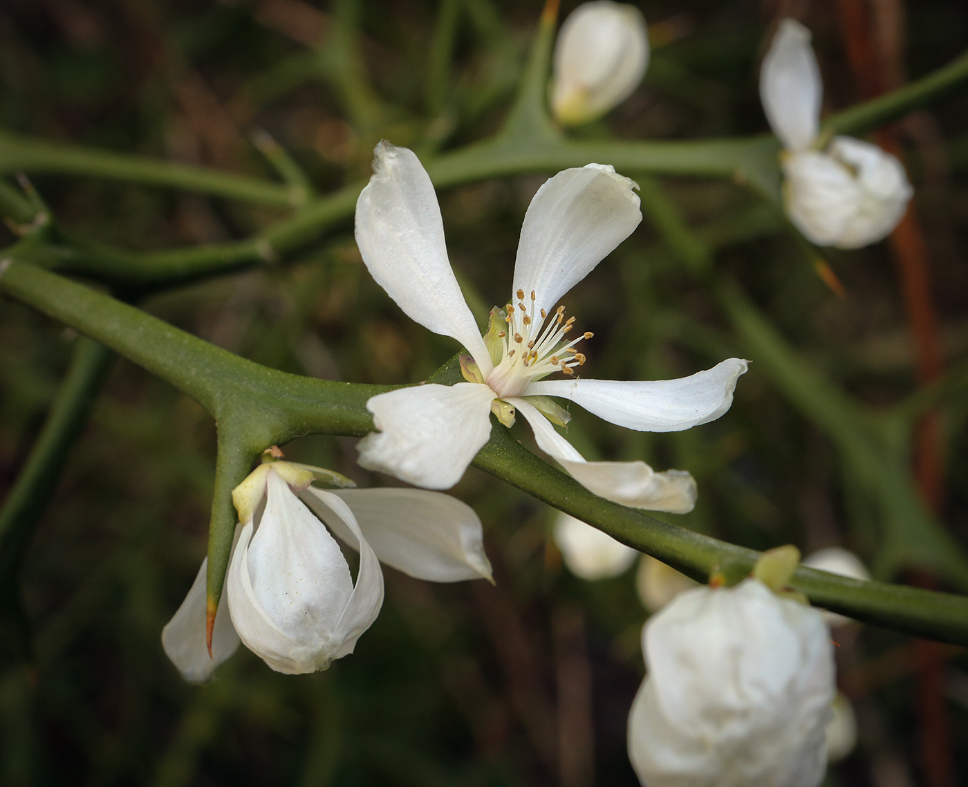 Изображение особи Poncirus trifoliata.