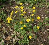 Ranunculus sardous