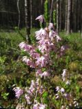 Calluna vulgaris