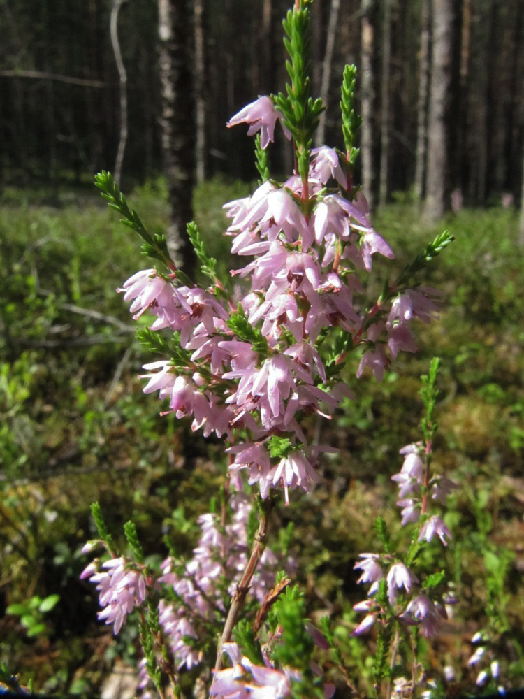 Image of Calluna vulgaris specimen.