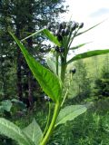 Saussurea latifolia
