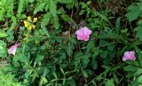 Convolvulus cantabrica