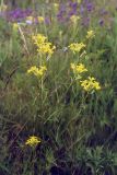 Erysimum canescens