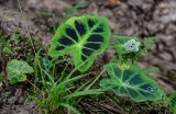 Colocasia affinis