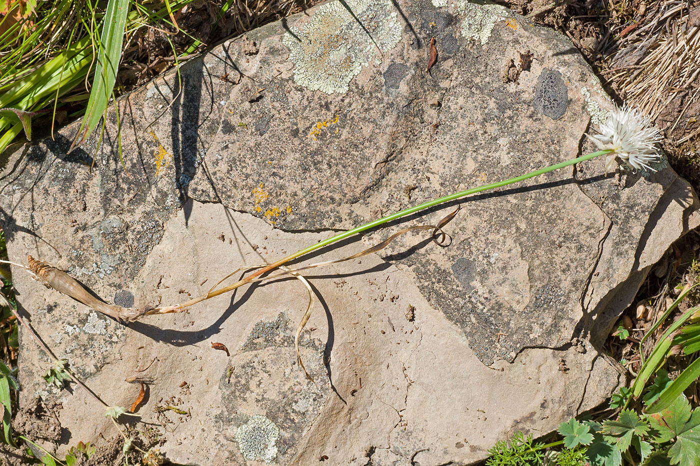 Image of Allium pseudostrictum specimen.