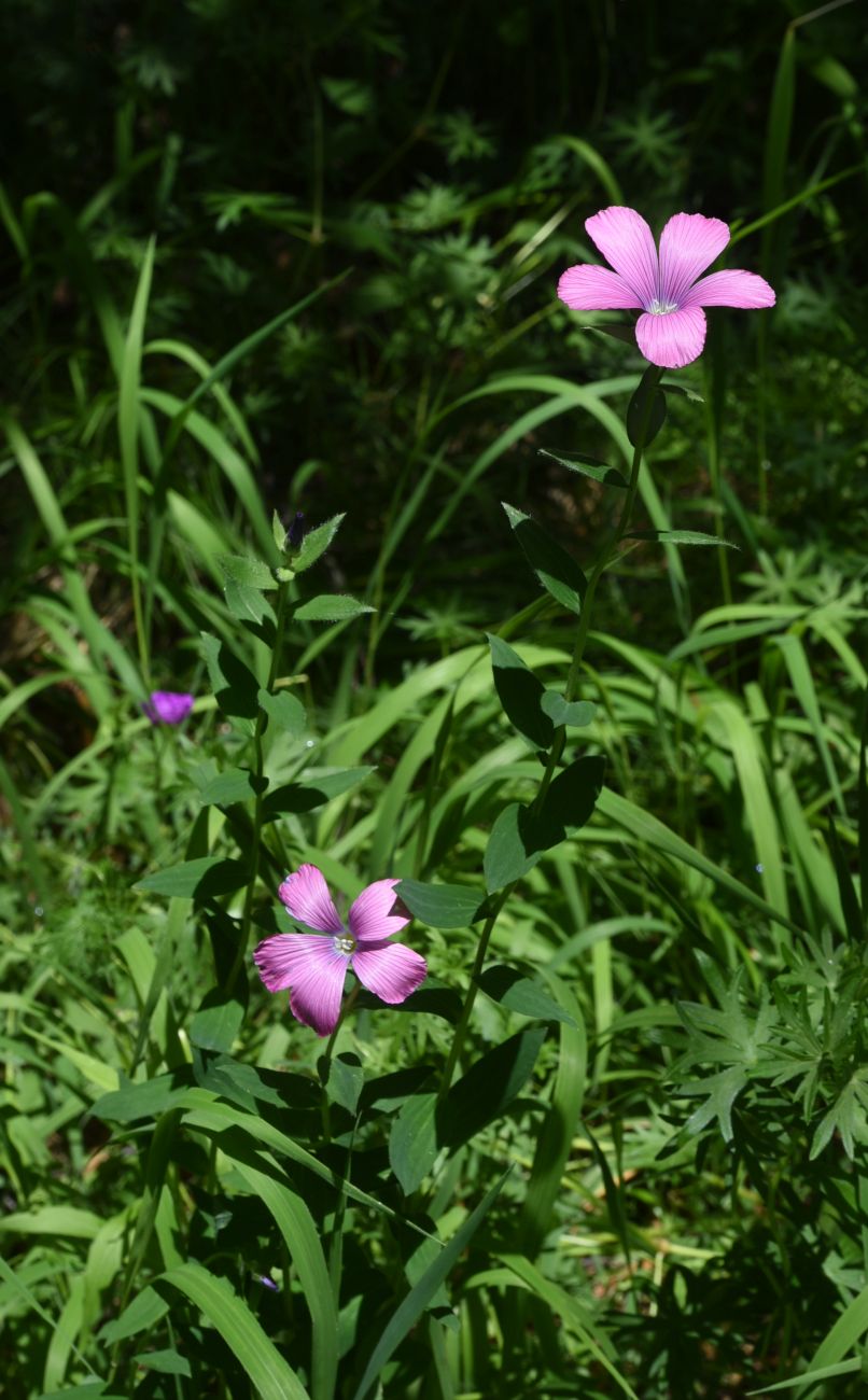 Изображение особи Linum hypericifolium.