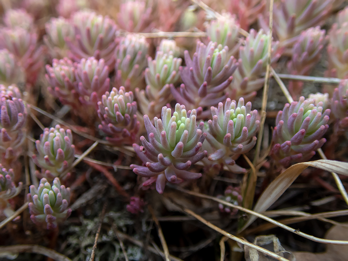 Image of Sedum pallidum specimen.