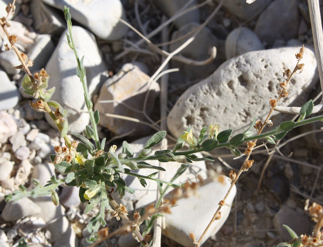 Image of Kickxia acerbiana specimen.