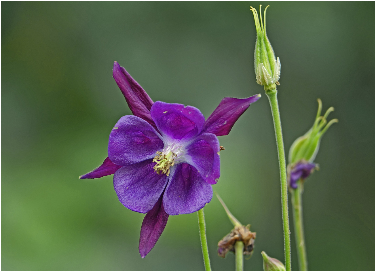 Image of Aquilegia vulgaris specimen.