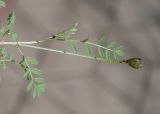 род Astragalus