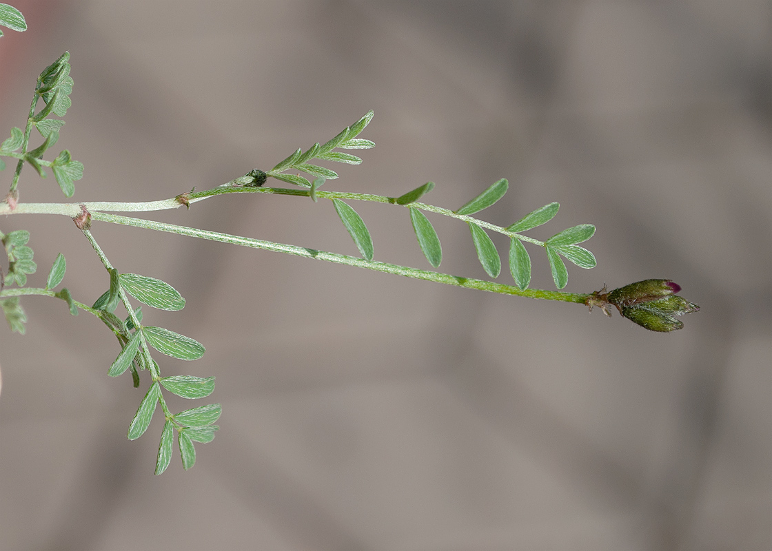 Image of genus Astragalus specimen.