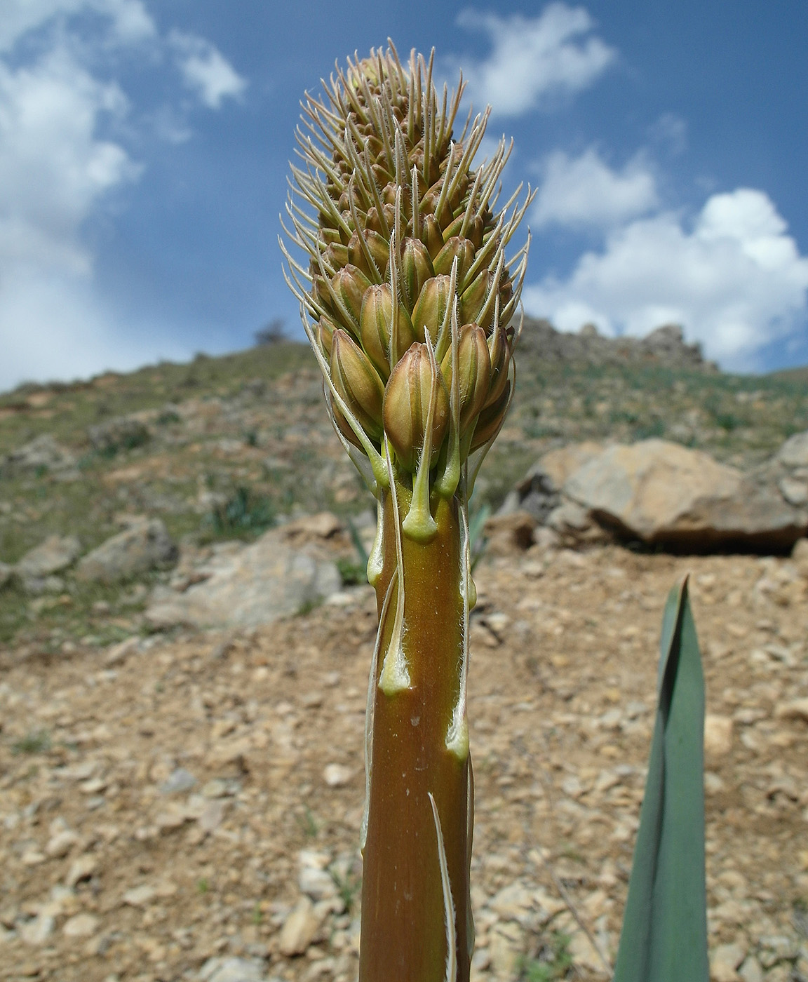Изображение особи Eremurus regelii.