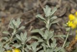 Odontarrhena obtusifolia