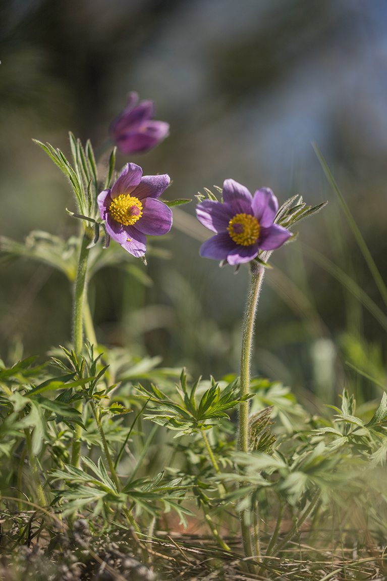 Изображение особи Pulsatilla &times; juzepczukii.