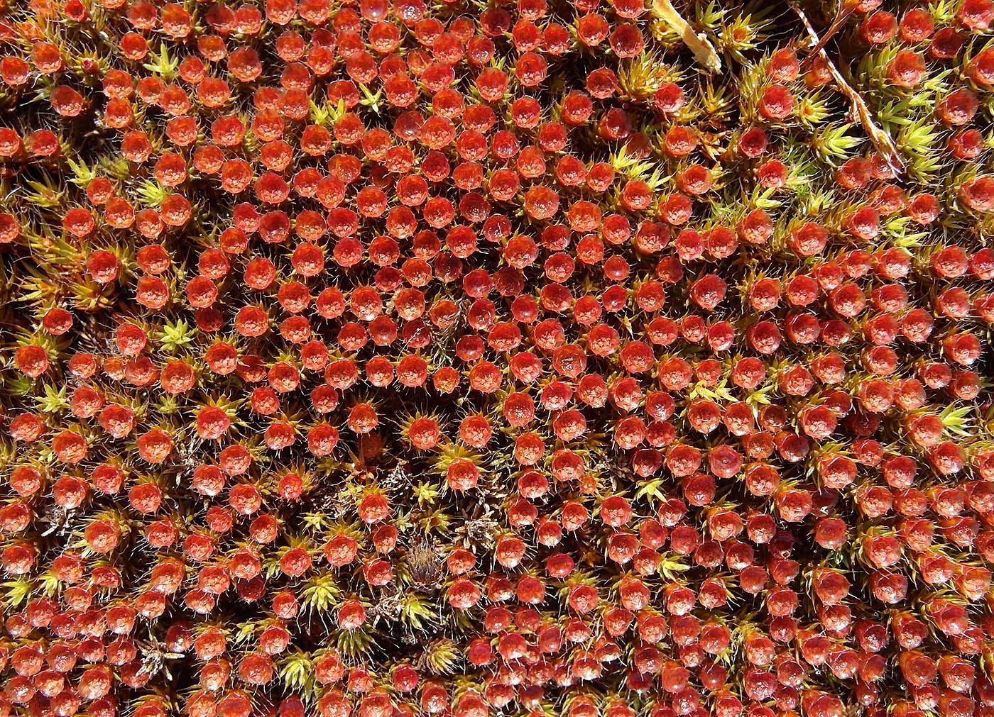Image of Polytrichum piliferum specimen.