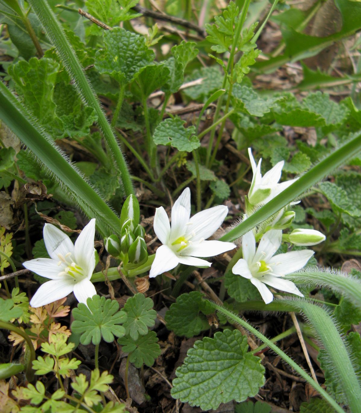 Изображение особи Ornithogalum fimbriatum.