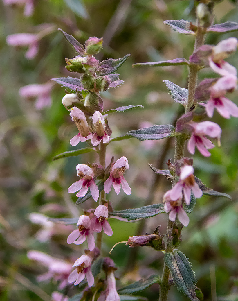 Изображение особи Odontites vulgaris.