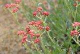 Helichrysum nogaicum. Верхушки побегов с соцветиями. Астраханская обл., Наримановский р-н, окр. с. Николаевка, бархан Большой Брат, опустыненная степь, граница подвижных песков. 16.05.2025.