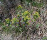 Euphorbia alpina