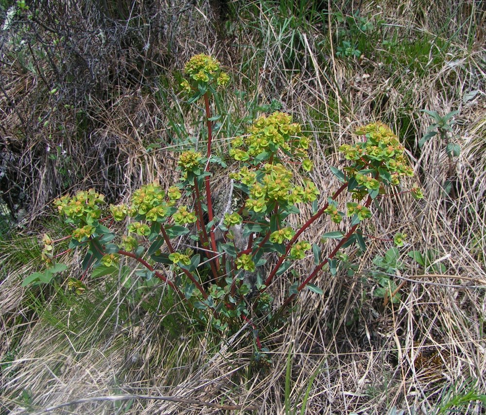 Изображение особи Euphorbia alpina.