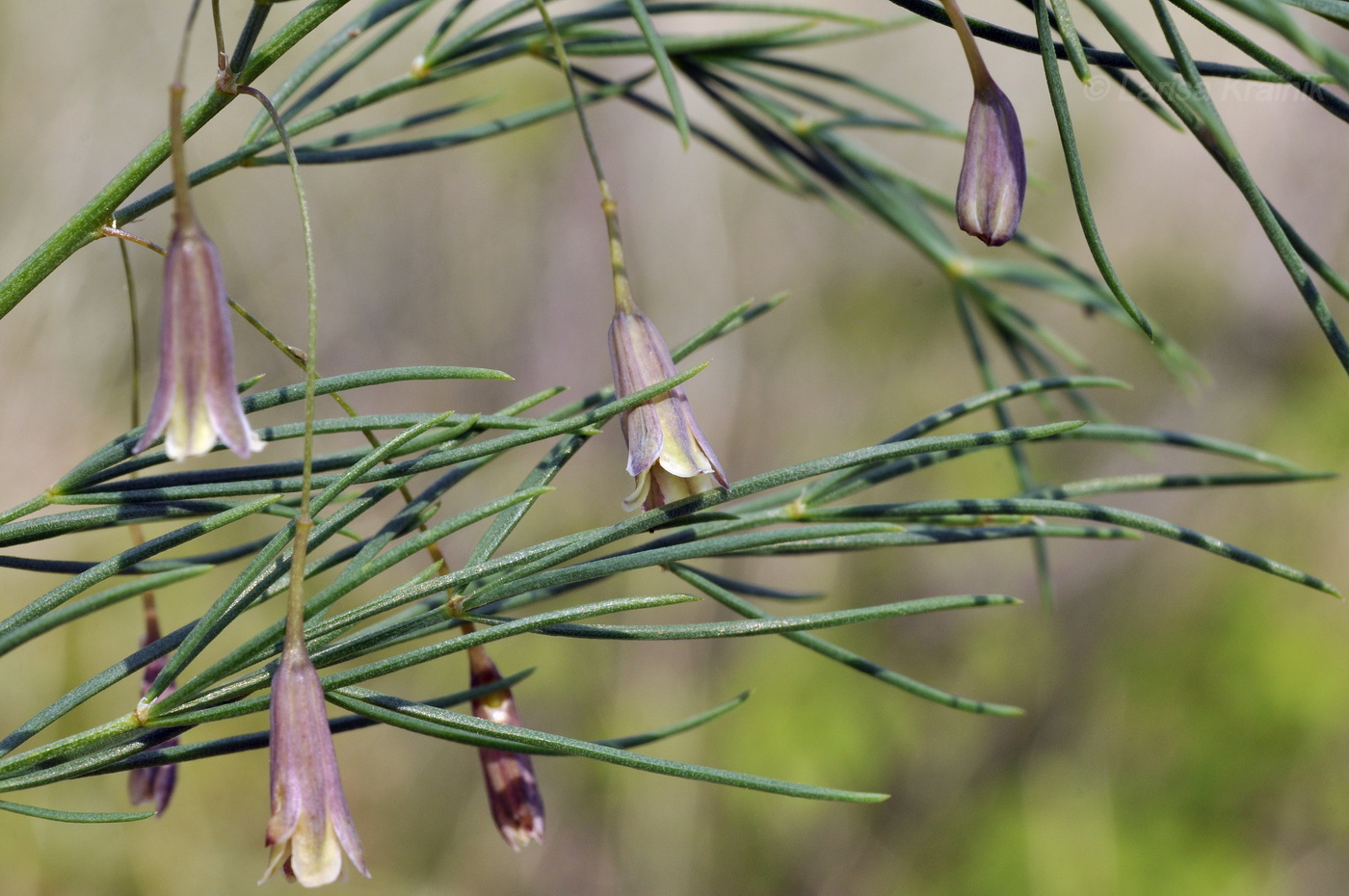 Image of Asparagus oligoclonos specimen.