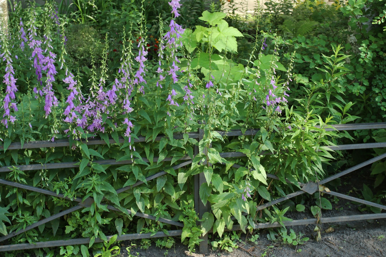 Изображение особи Campanula rapunculoides.