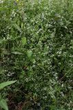 Galium palustre