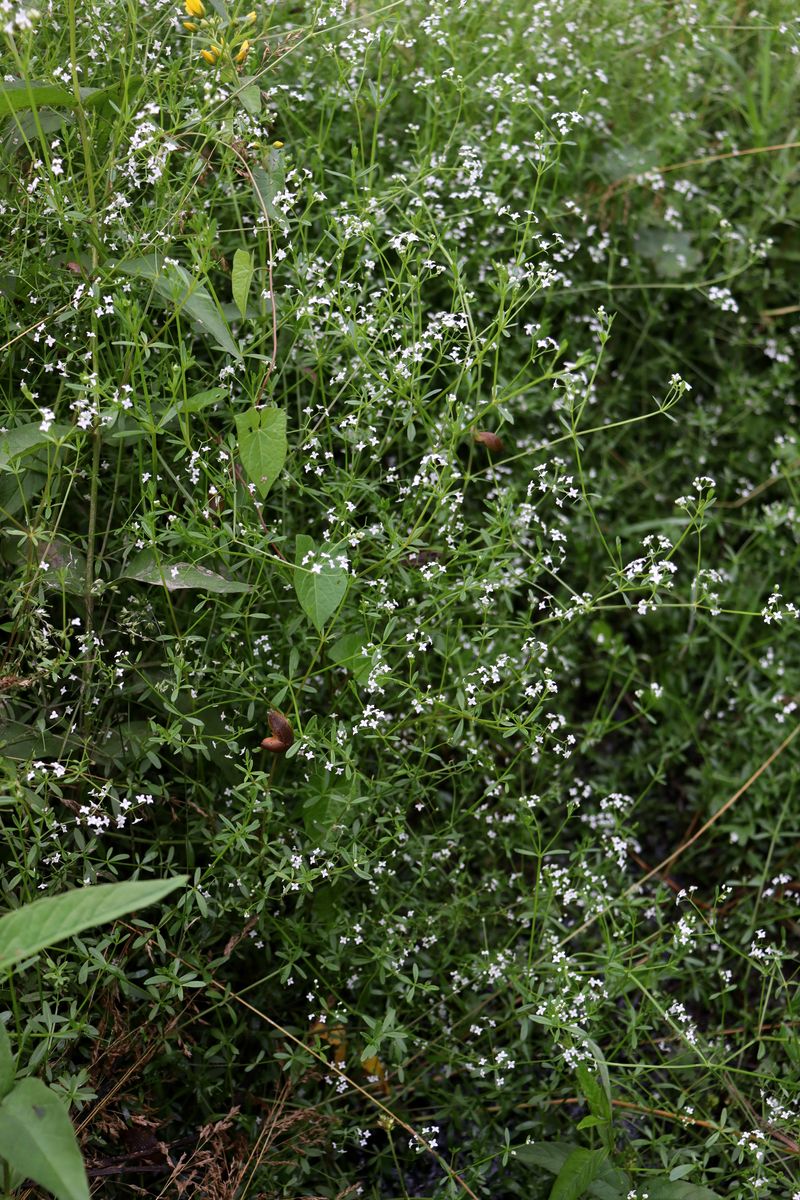 Изображение особи Galium palustre.