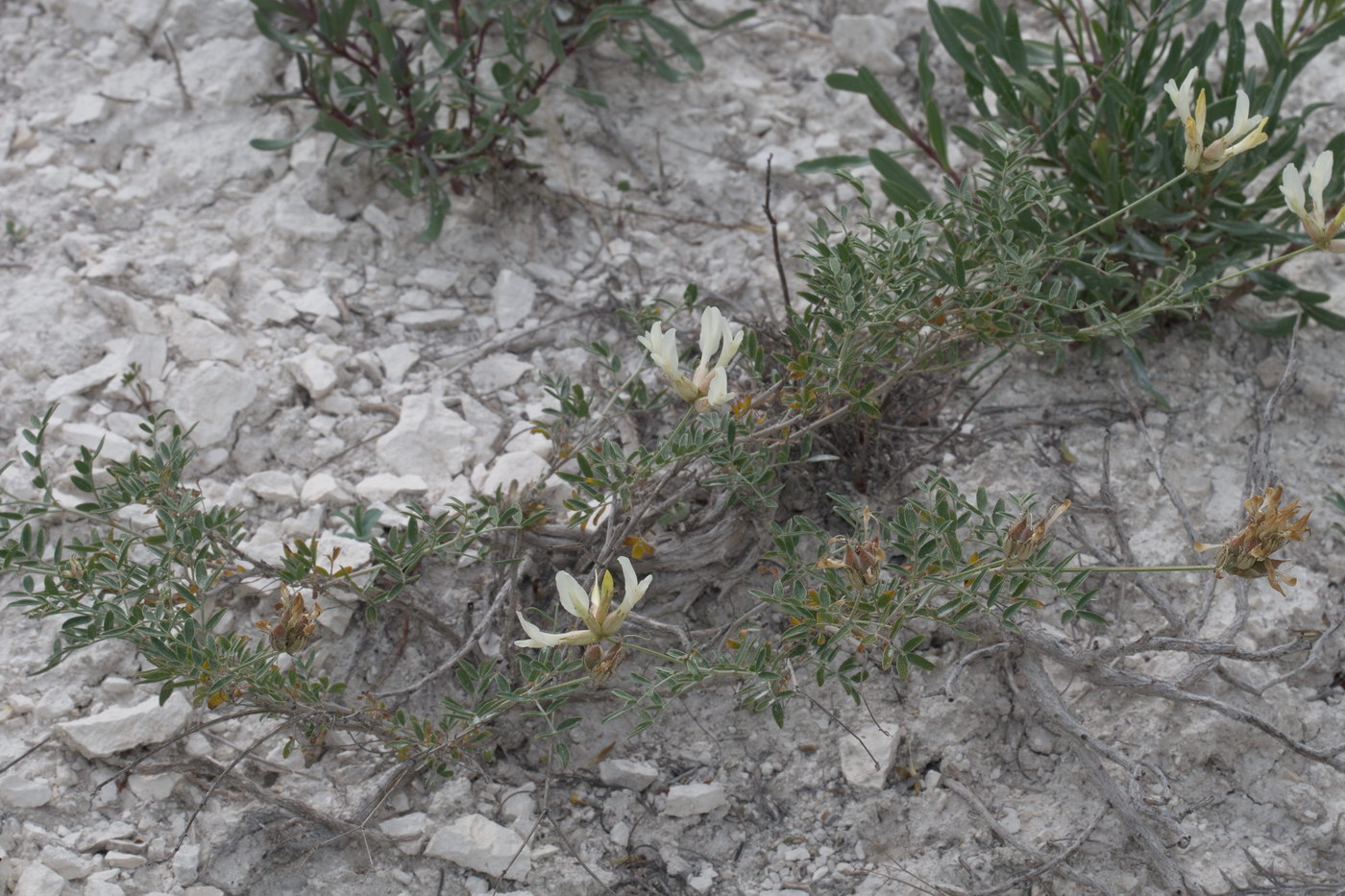 Image of Astragalus albicaulis specimen.