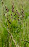 Poa bulbosa