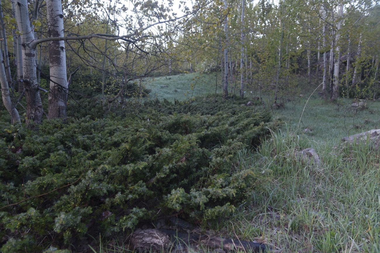Image of Juniperus oblonga specimen.