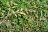 genus Salix. Верхушка веточки с соплодиями. Кабардино-Балкария, Эльбрусский р-н, дол. р. Адылсу, 1 км ниже альплагеря \"Джантуган\", луг. 17 июня 2025 г.