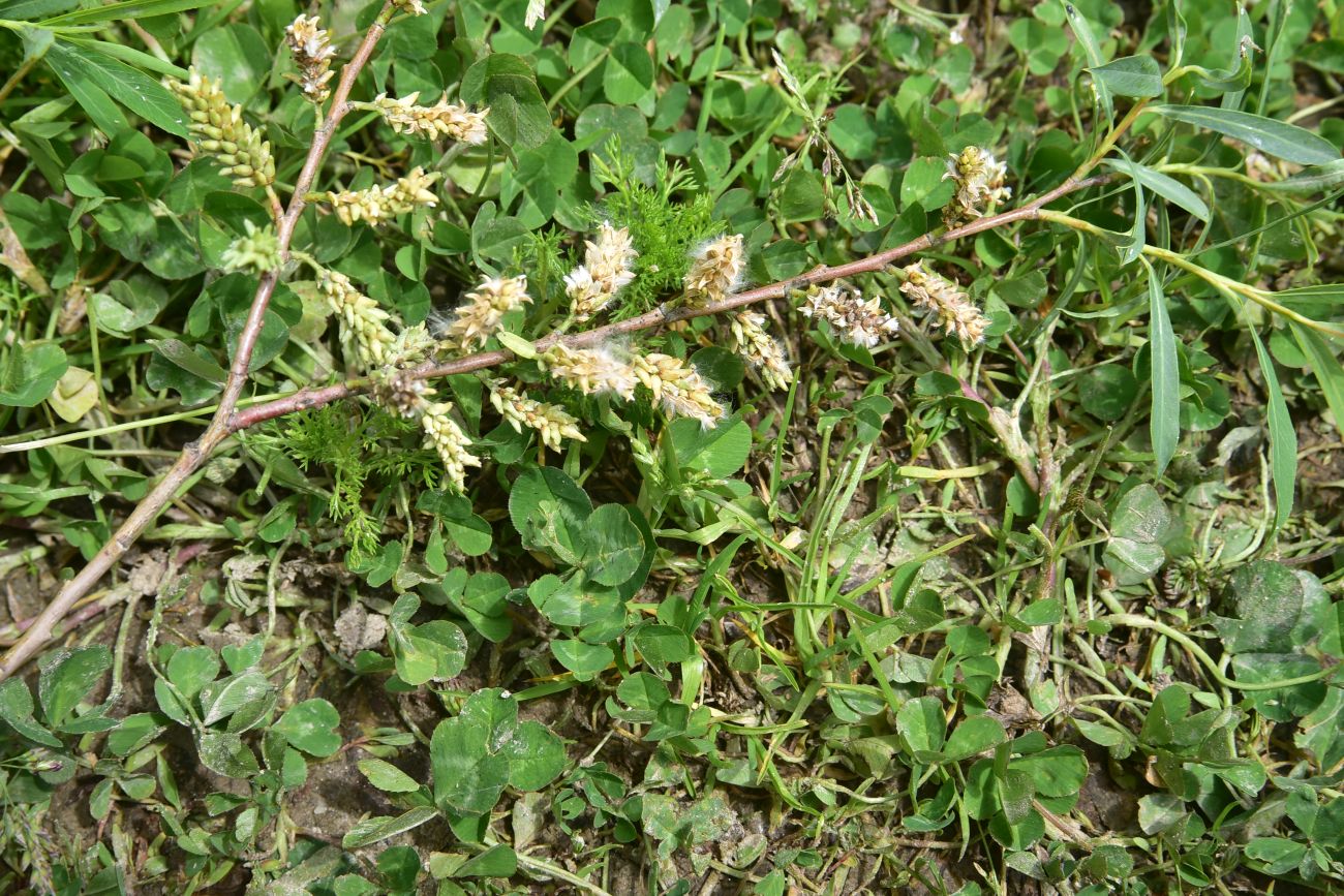 Image of genus Salix specimen.