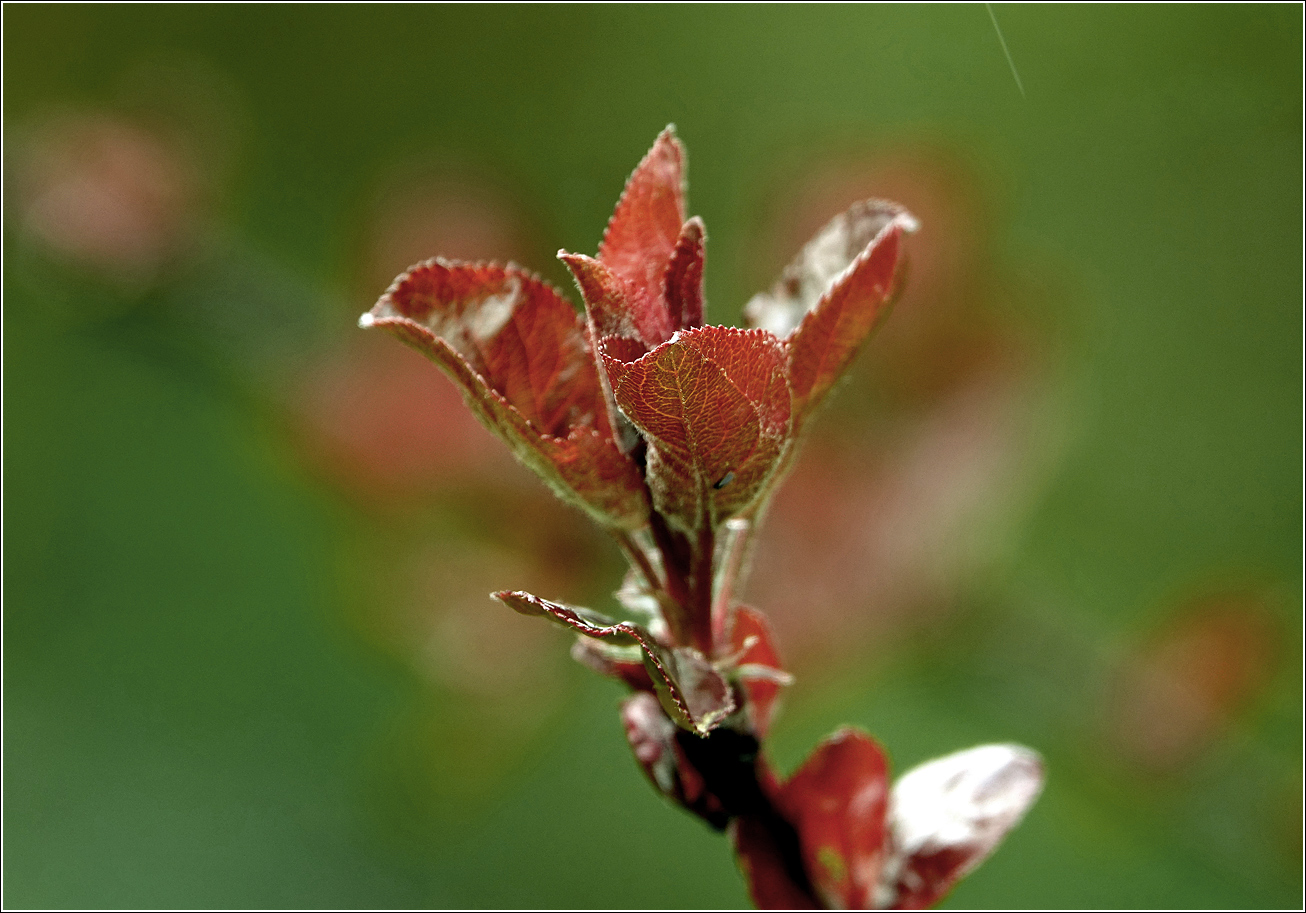 Image of Malus niedzwetzkyana specimen.