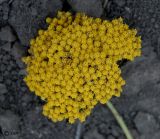 Achillea filipendulina