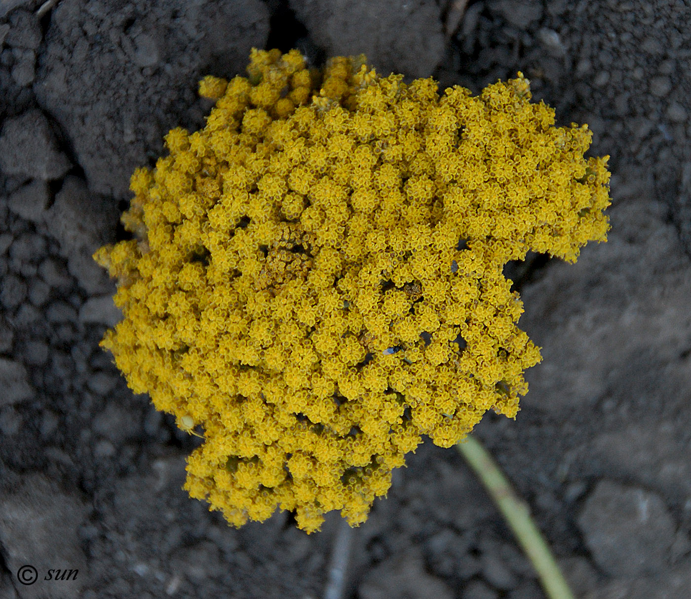 Image of Achillea filipendulina specimen.