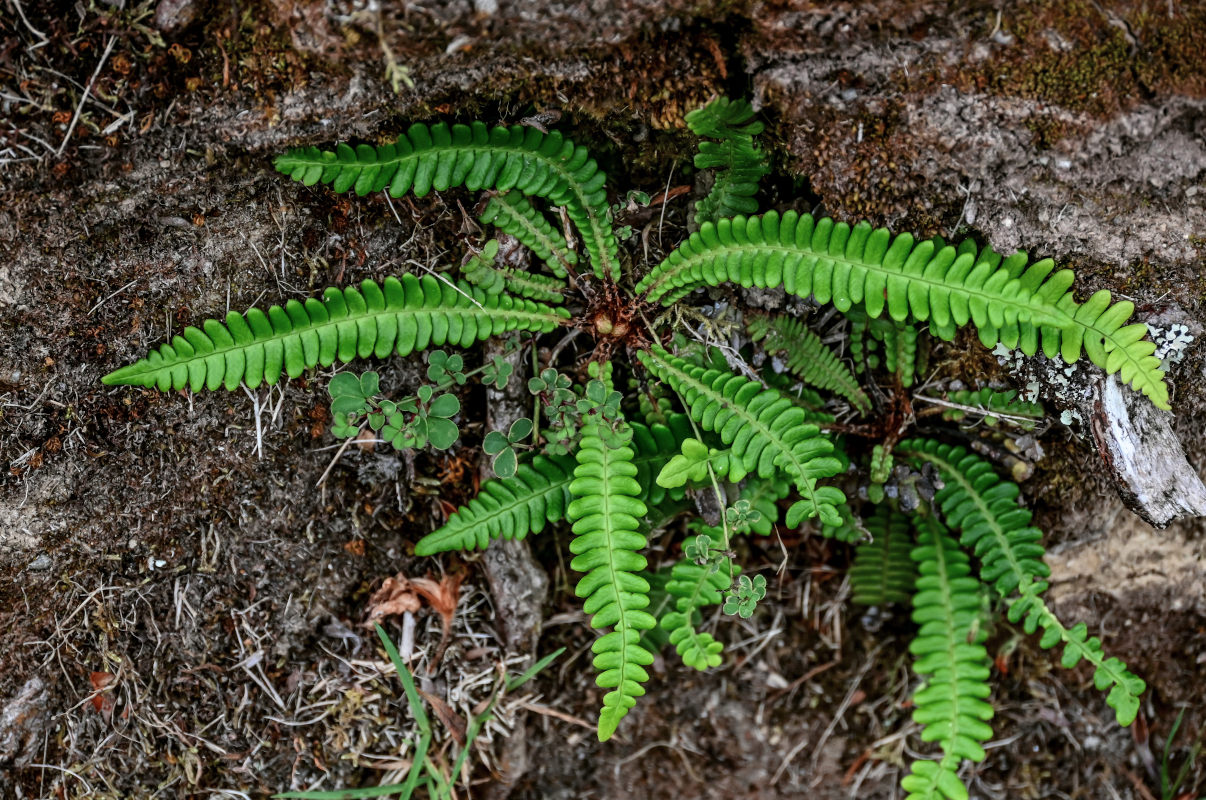 Image of Blechnum spicant specimen.