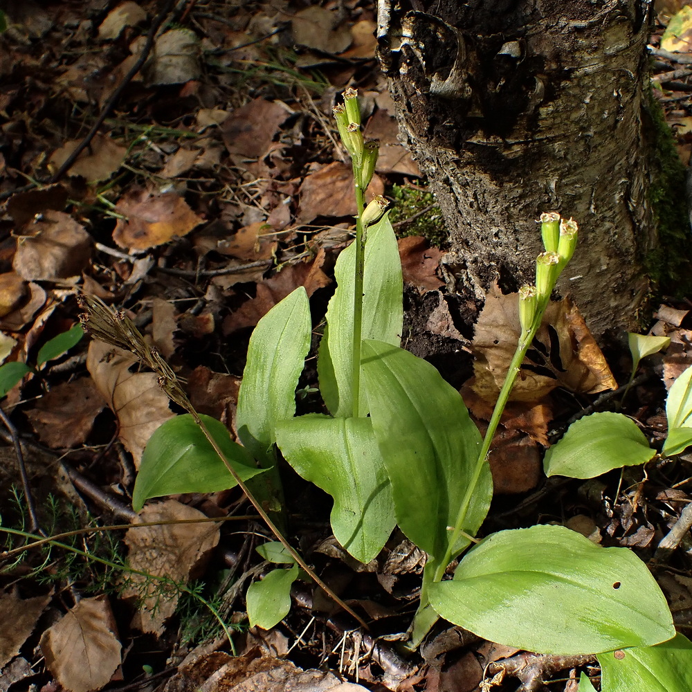 Изображение особи Liparis kumokiri.